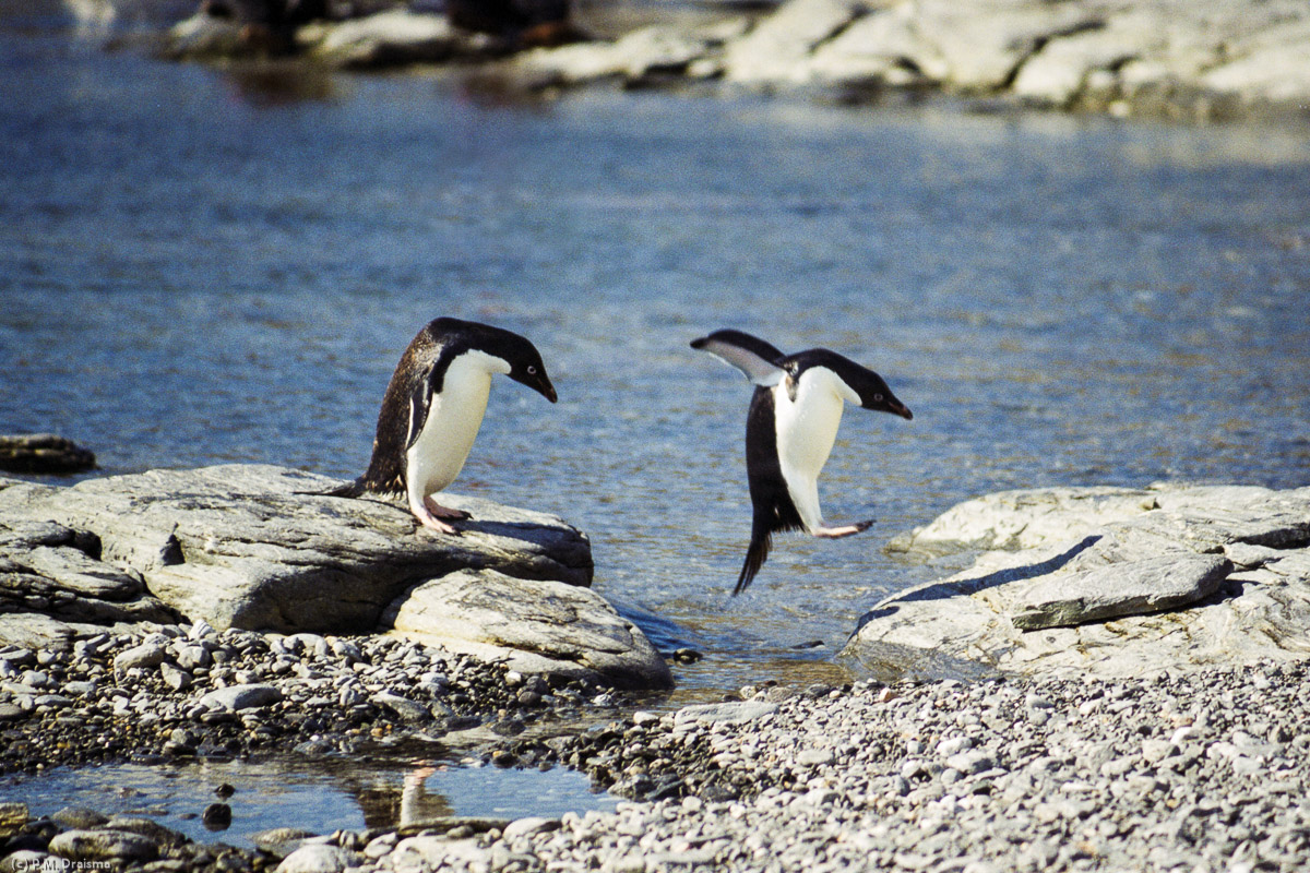 Shingle Cove, Coronation Island, South Orkney Islands