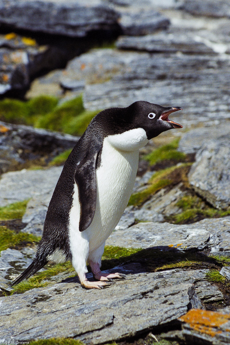 Shingle Cove, Coronation Island, South Orkney Islands