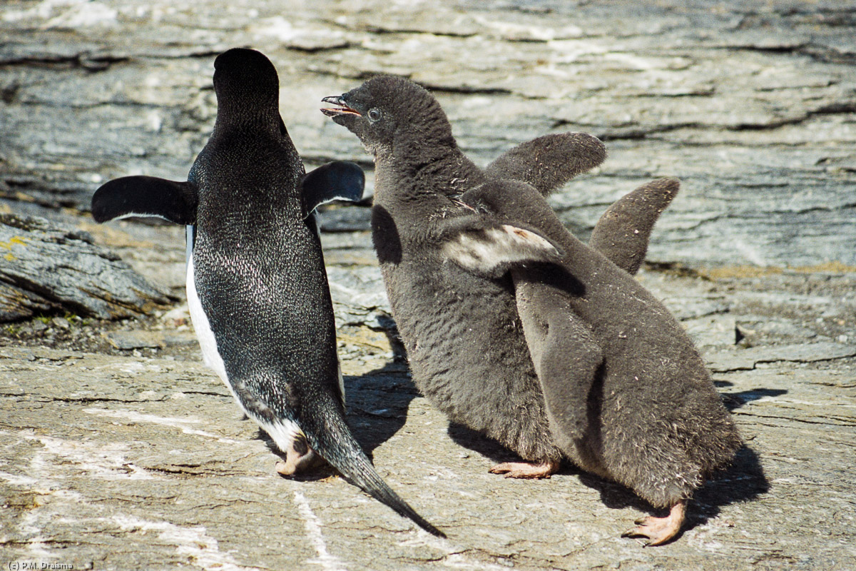 Shingle Cove, Coronation Island, South Orkney Islands