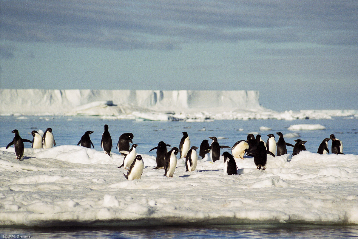 Paulet Island, Antarctica