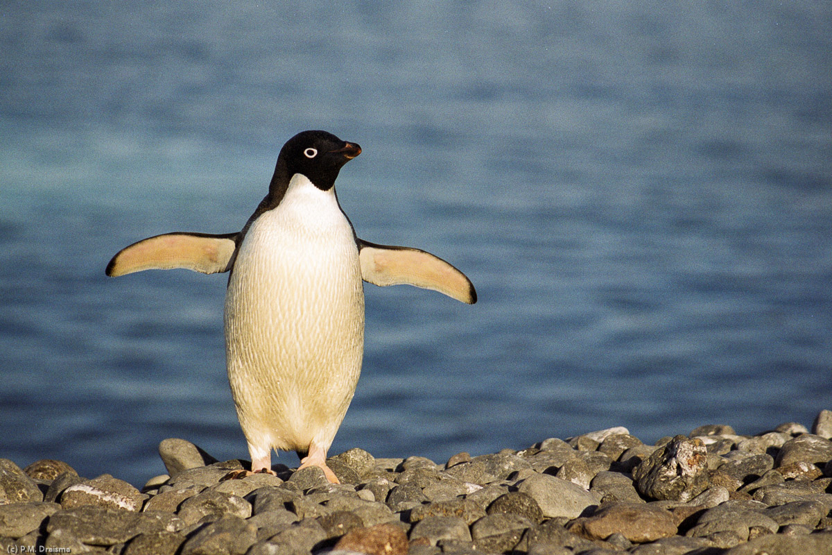 Paulet Island, Antarctica