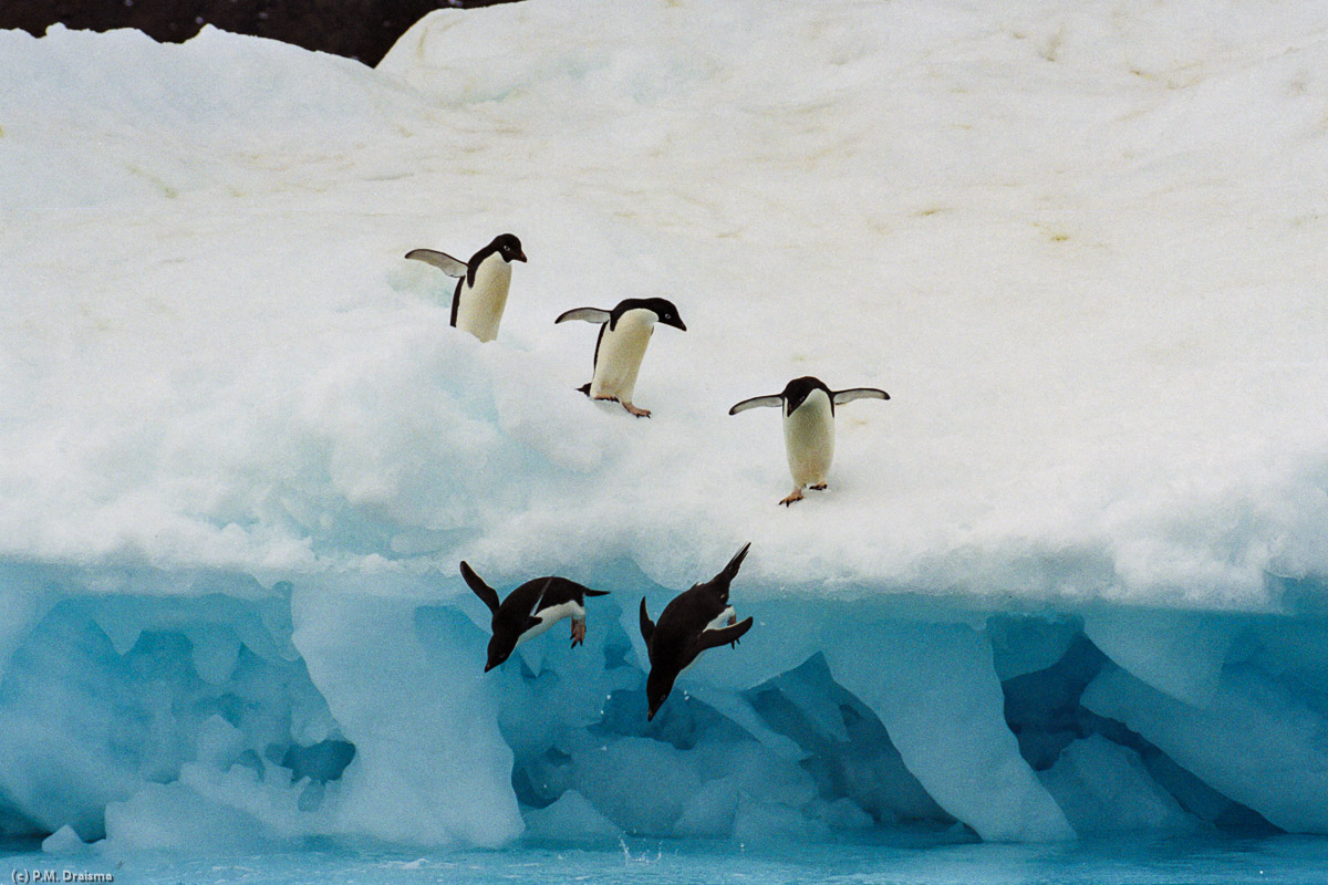 Paulet Island, Antarctica