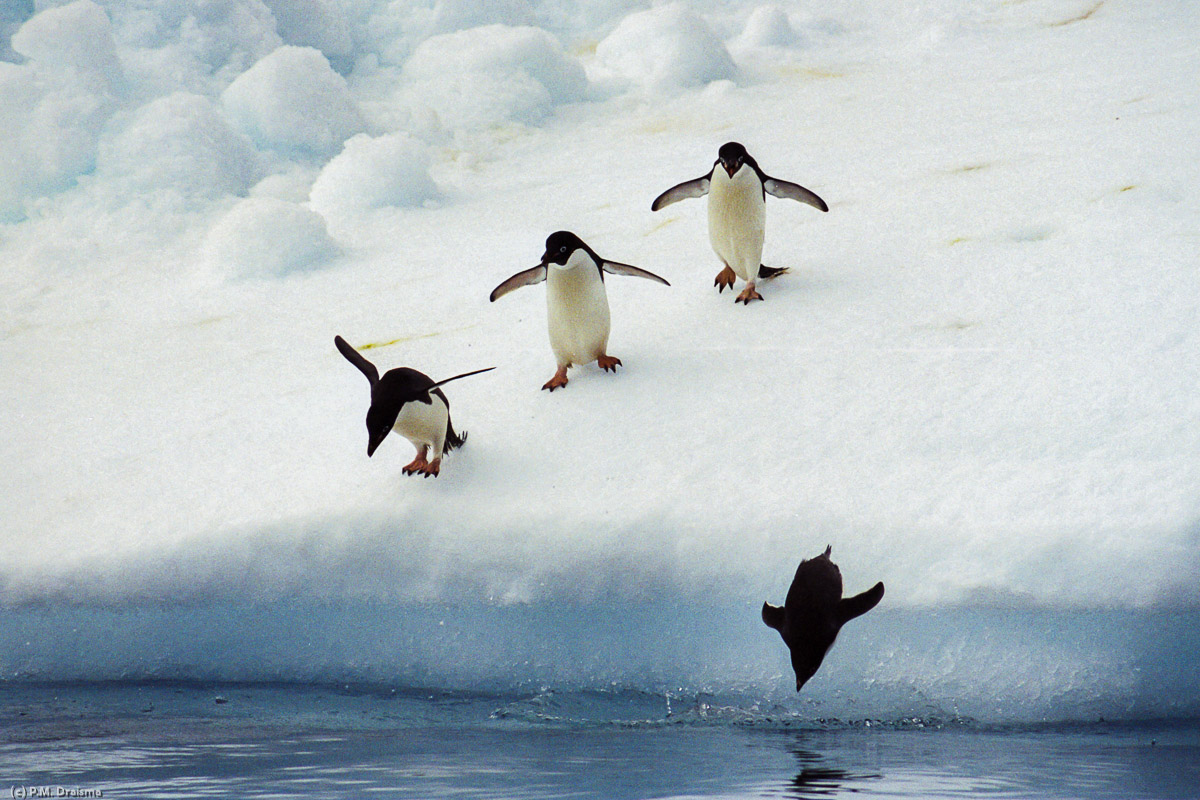 Paulet Island, Antarctica