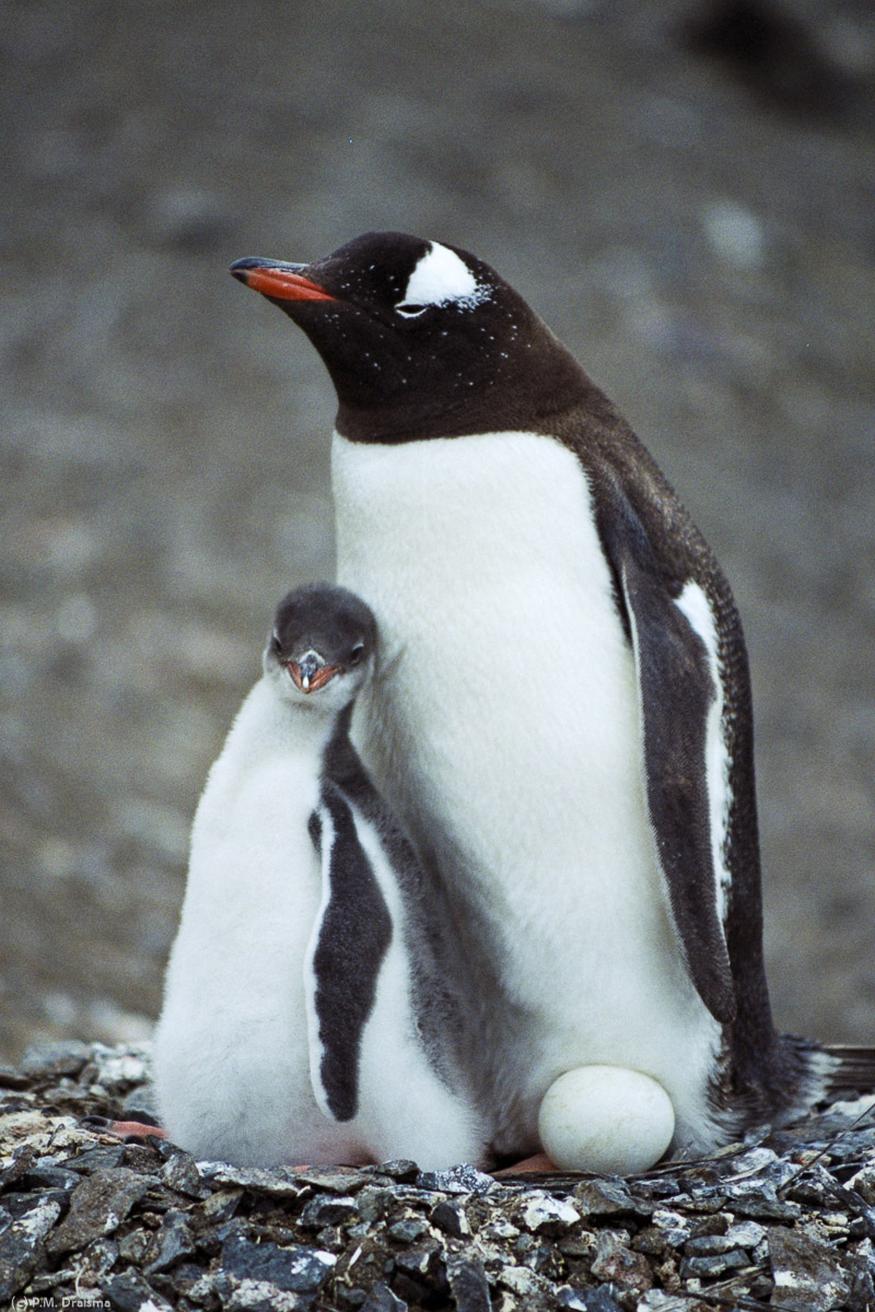 Hannah Point, Livingston Island, South Shetland Islands