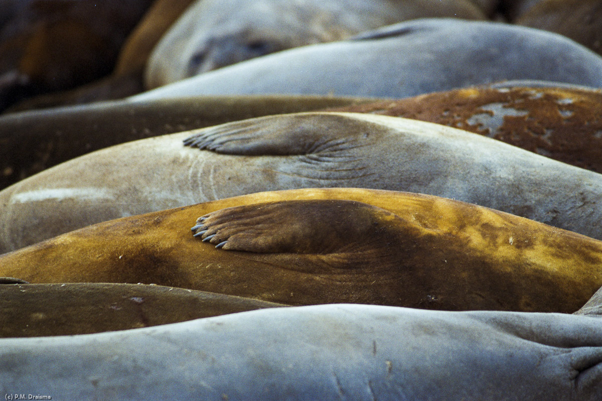 Hannah Point, Livingston Island, South Shetland Islands