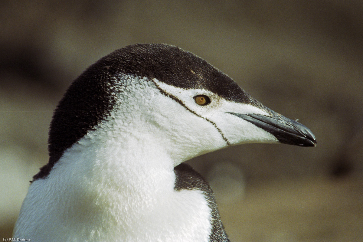 Bailey Head, Deception Island, South Shetland Islands