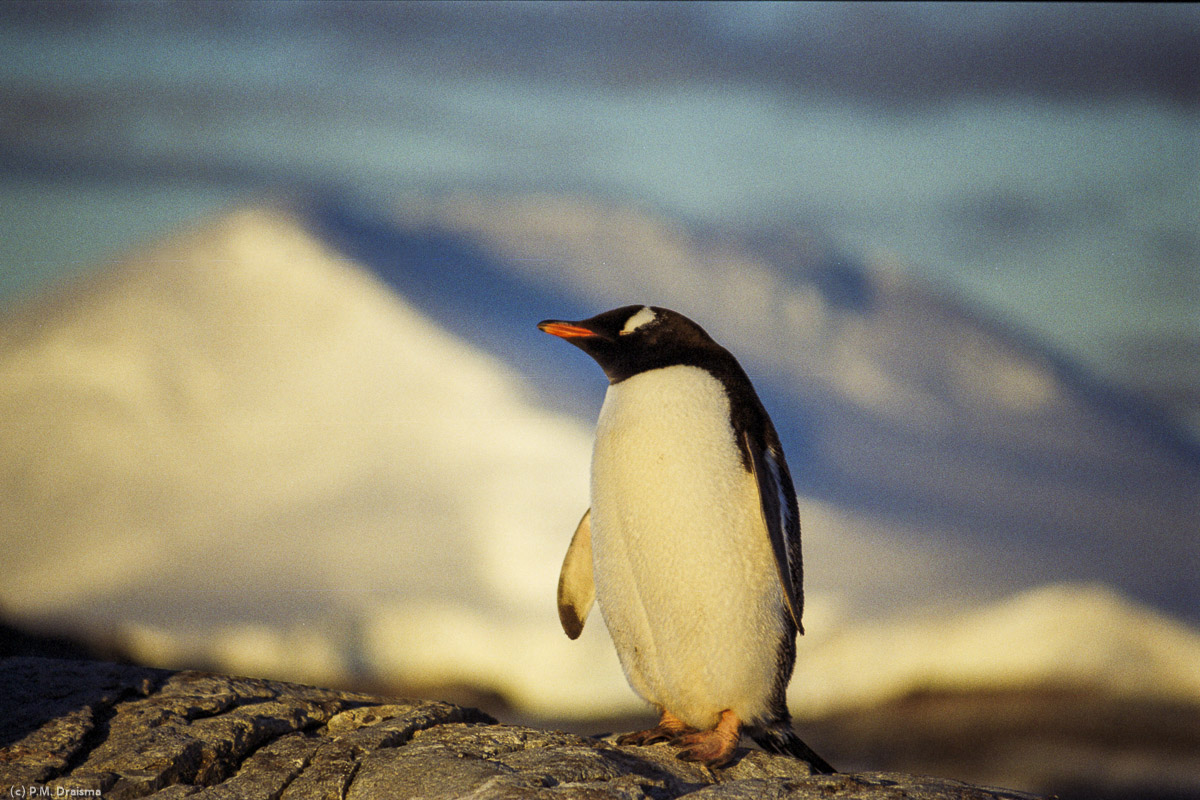 Petermann Island, Lemaire Channel, Antarctica