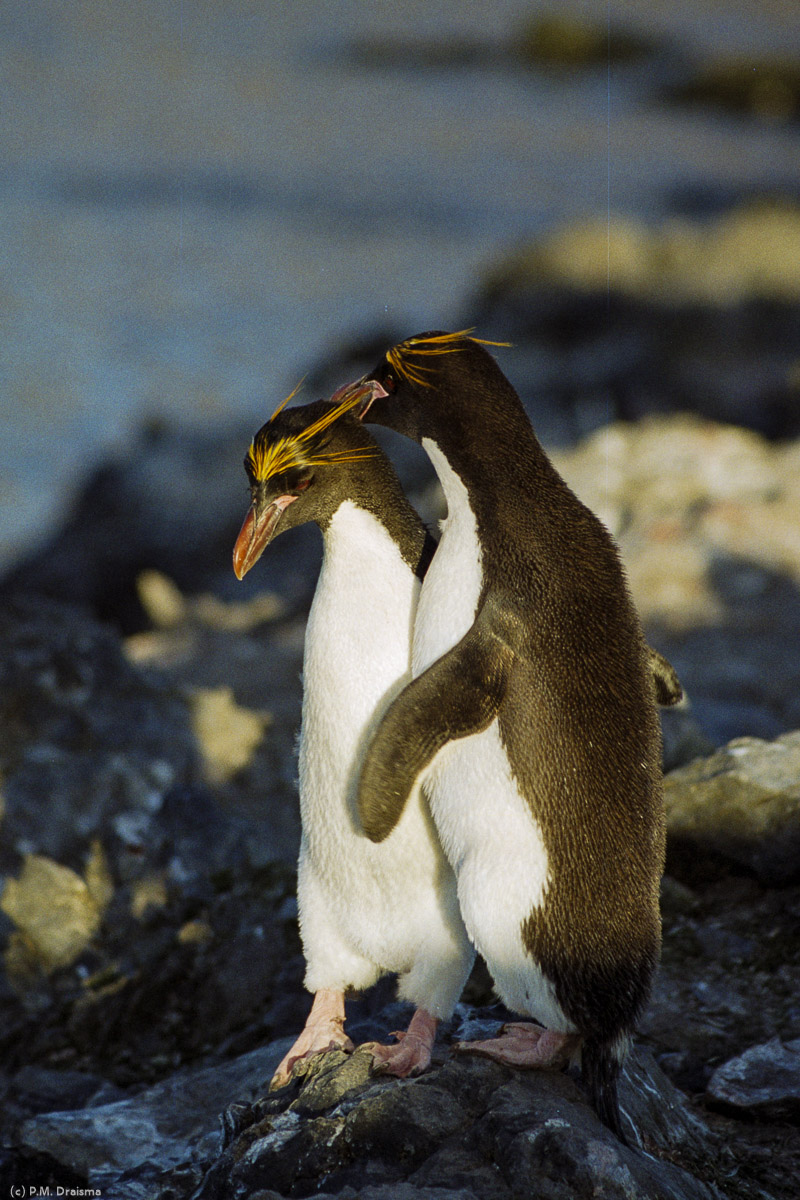 Hannah Point, Livingston Island, South Shetland Islands