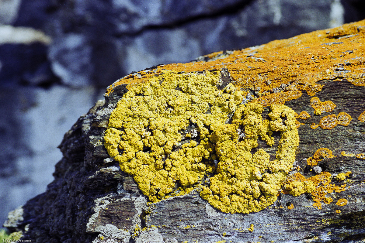 Shingle Cove, Coronation Island, South Orkney Islands