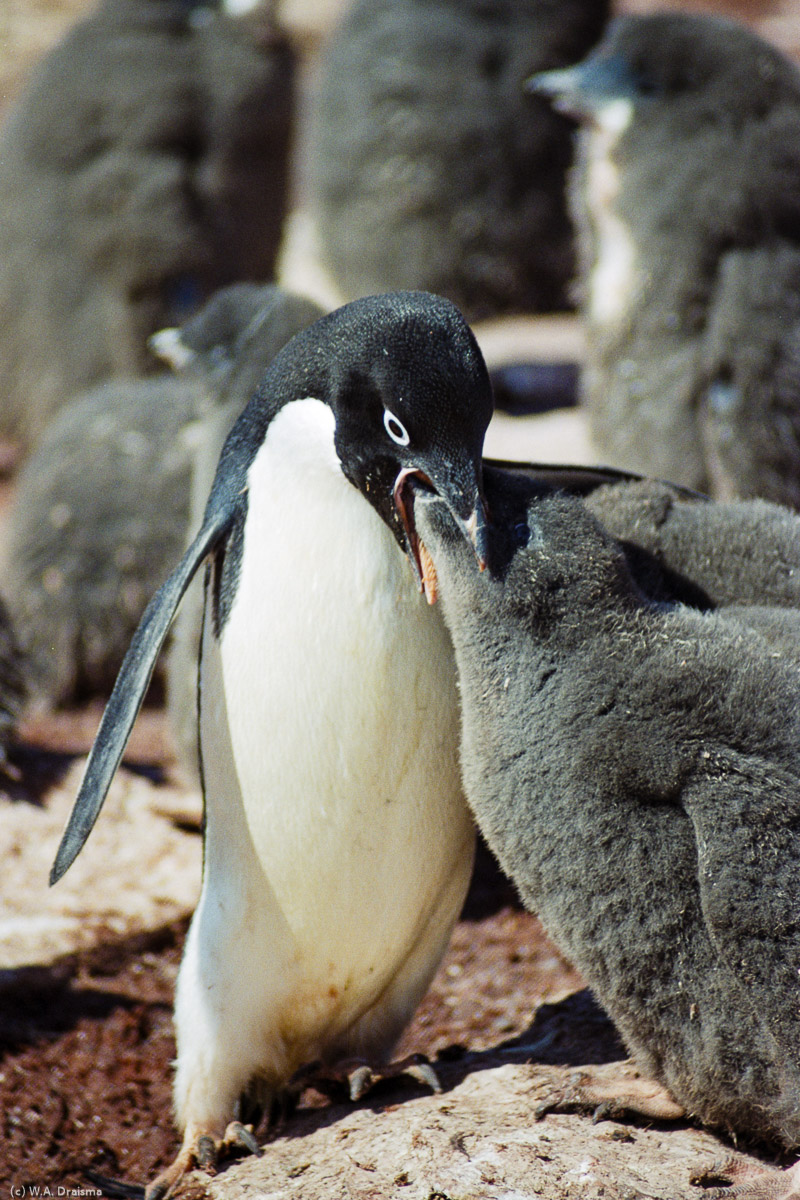 Shingle Cove, Coronation Island, South Orkney Islands