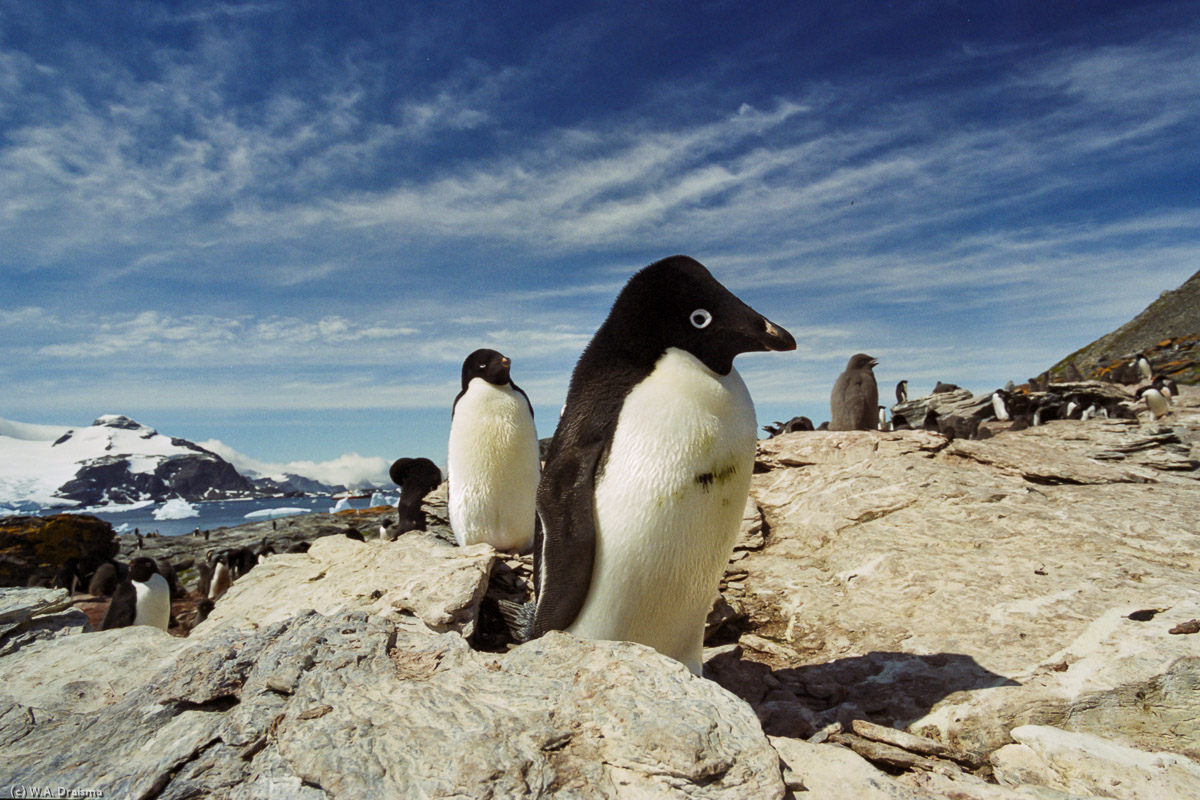 Shingle Cove, Coronation Island, South Orkney Islands