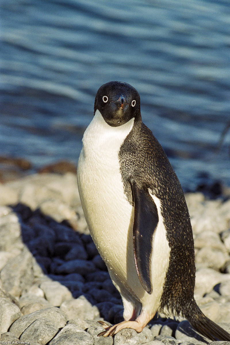 Paulet Island, Antarctica