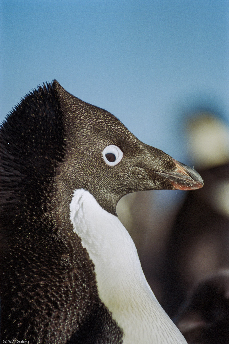 Paulet Island, Antarctica