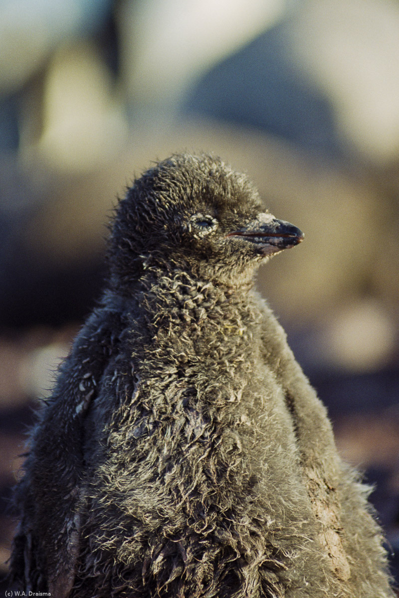 Paulet Island, Antarctica