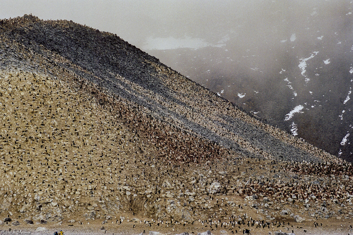 Paulet Island, Antarctica