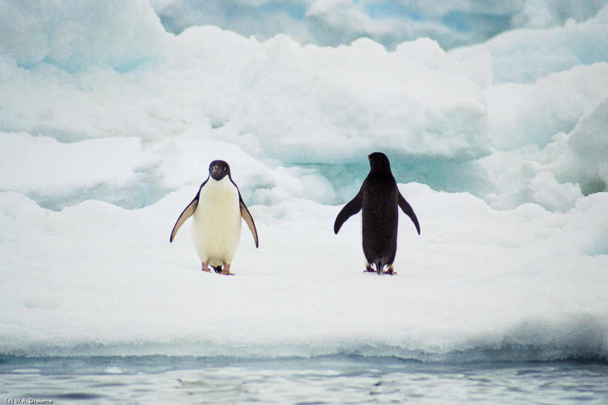 Paulet Island, Antarctica