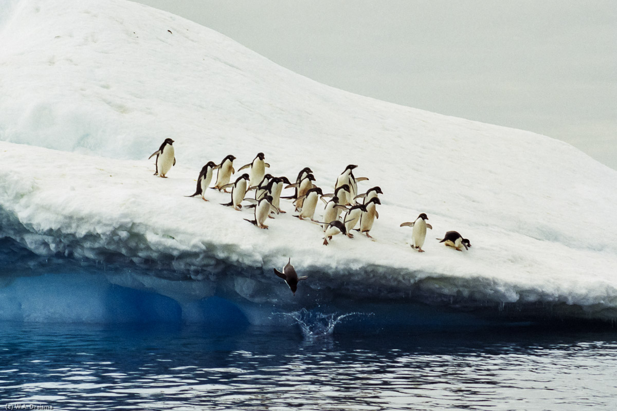 Paulet Island, Antarctica