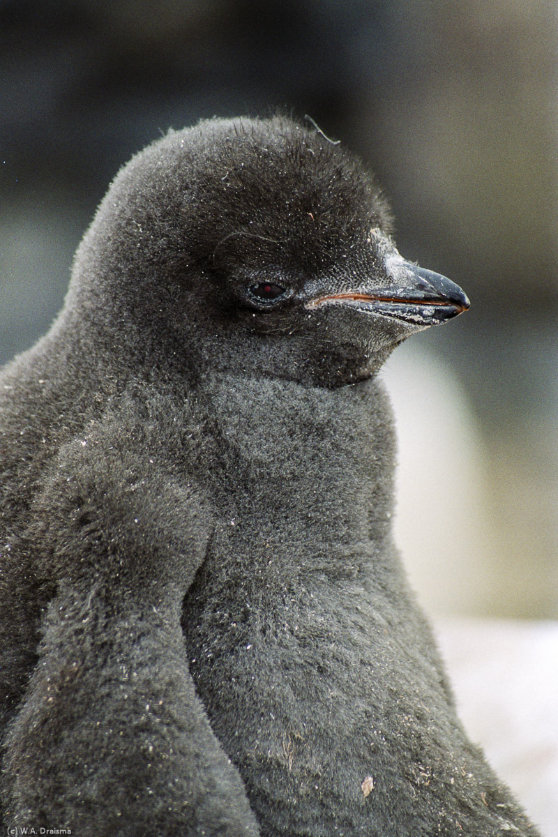 Paulet Island, Antarctica