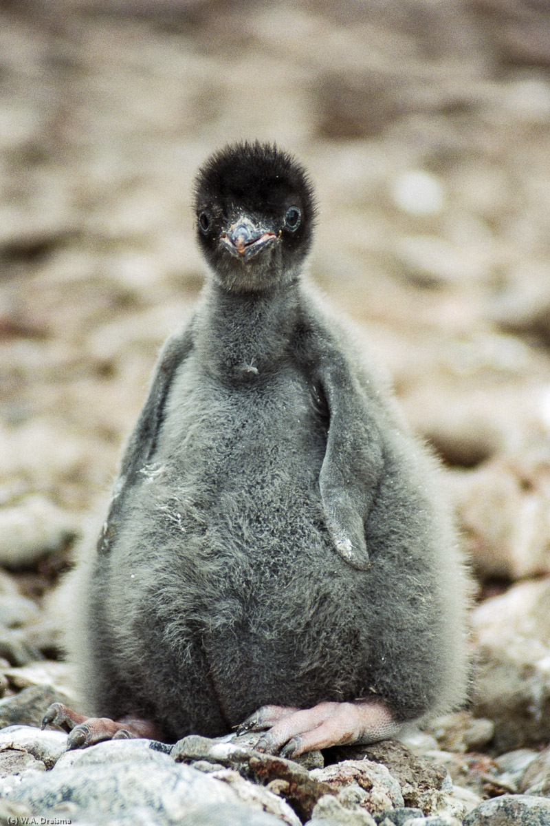 Paulet Island, Antarctica