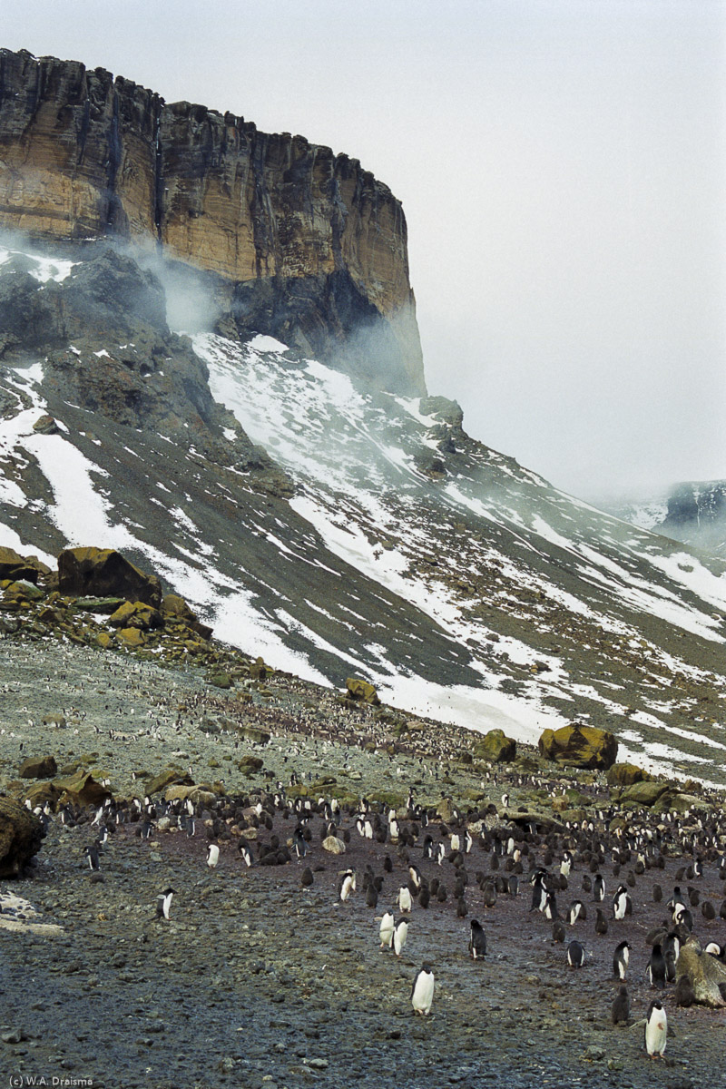 Brown Bluff, Antarctica