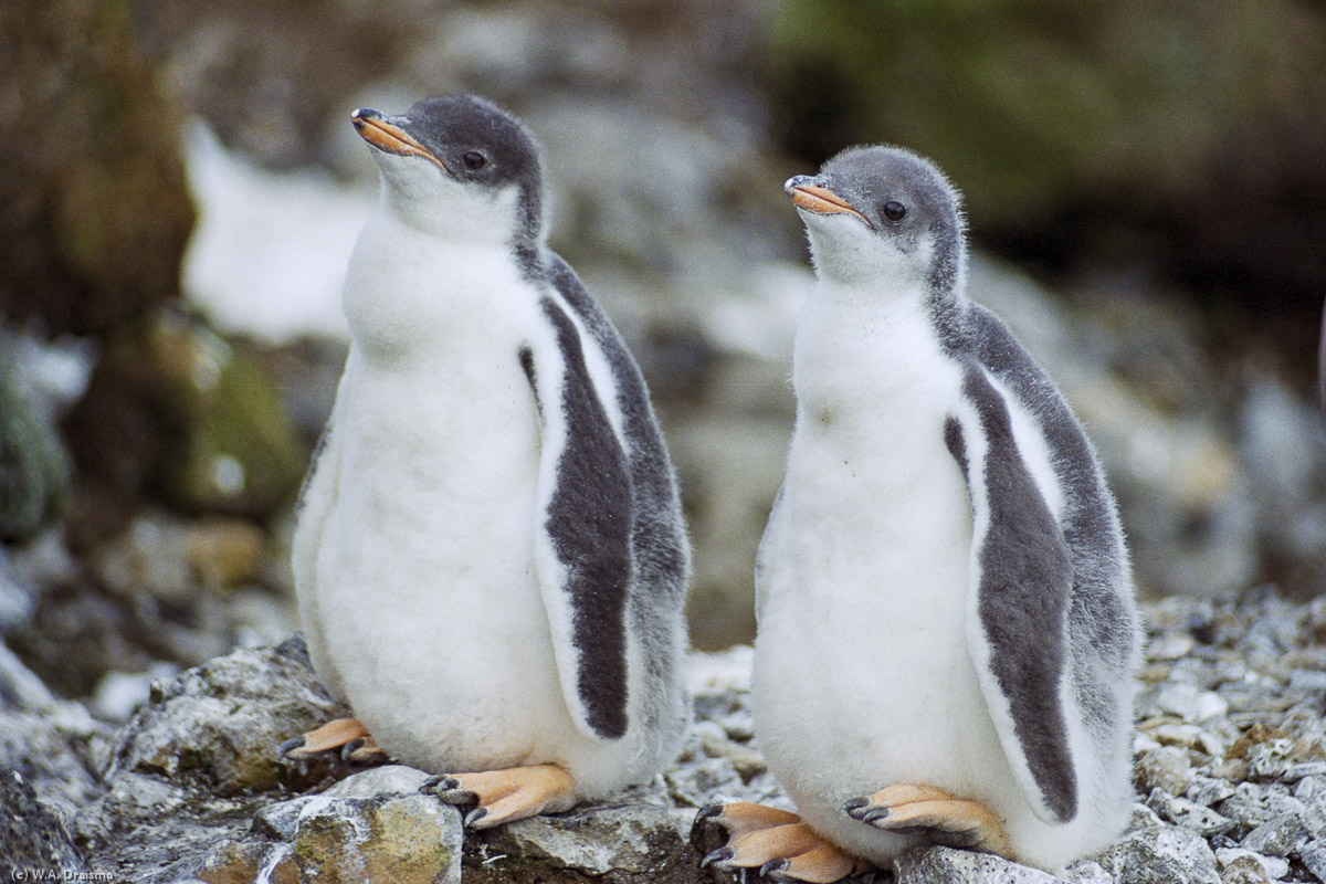 Brown Bluff, Antarctica