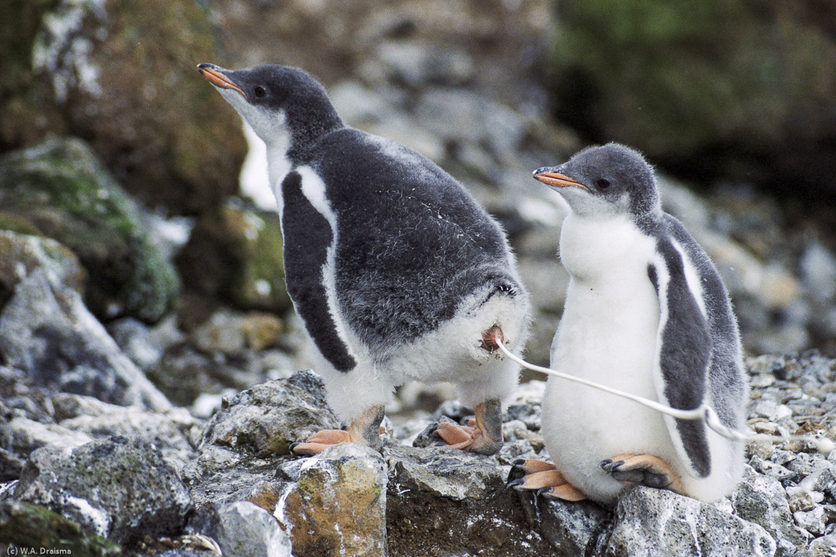 Brown Bluff, Antarctica