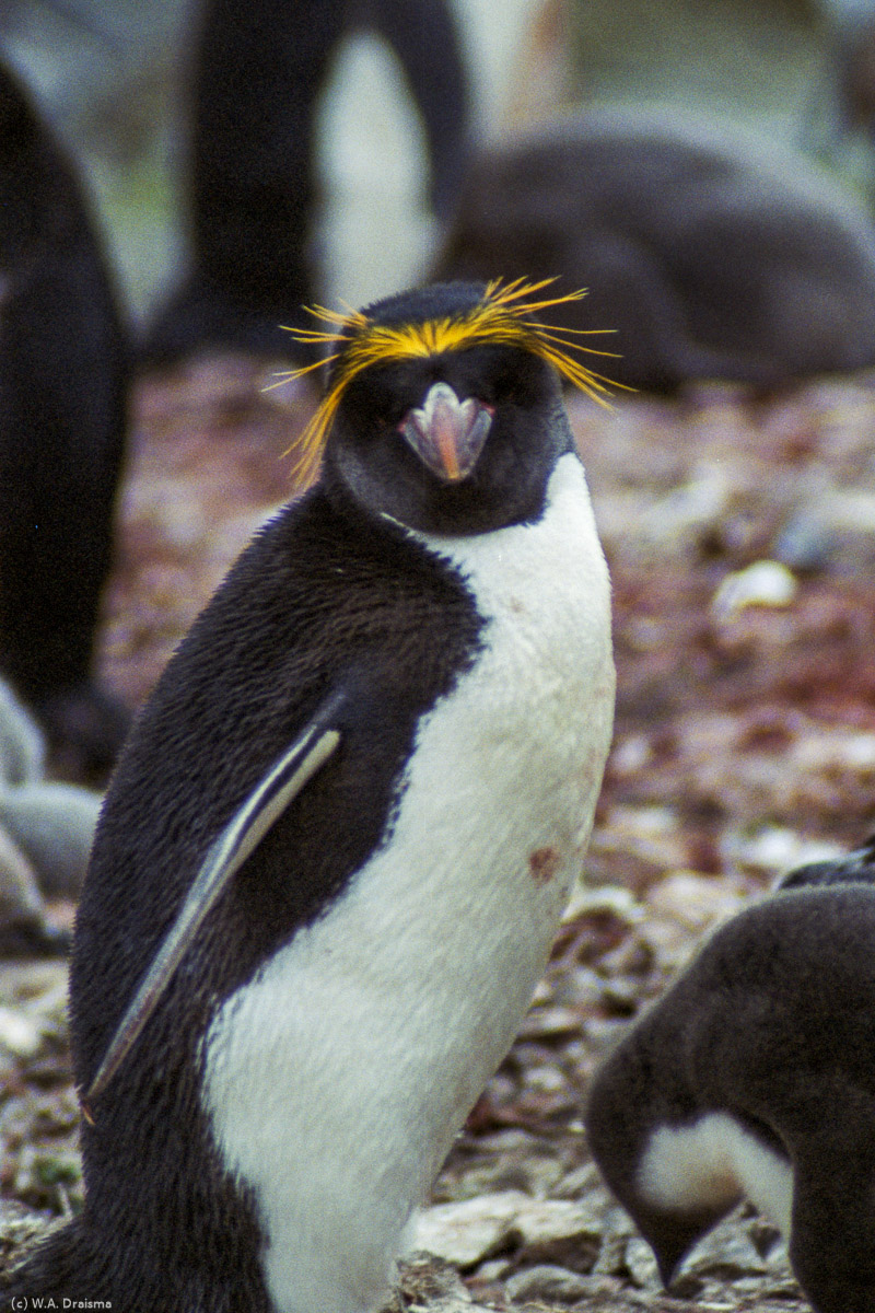 Hannah Point, Livingston Island, South Shetland Islands