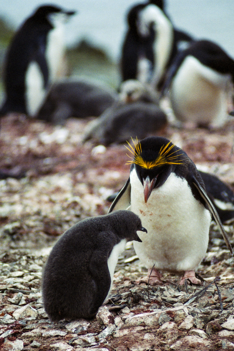 Hannah Point, Livingston Island, South Shetland Islands