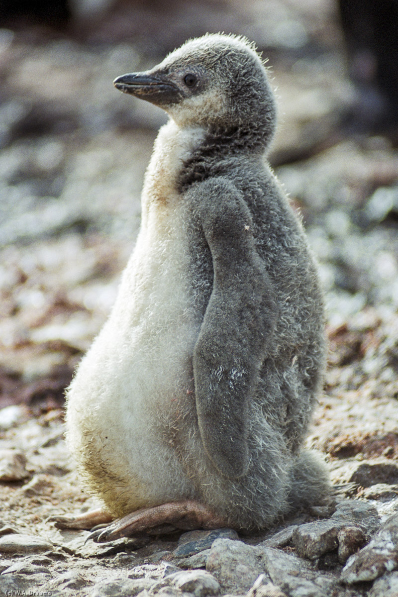 Bailey Head, Deception Island, South Shetland Islands