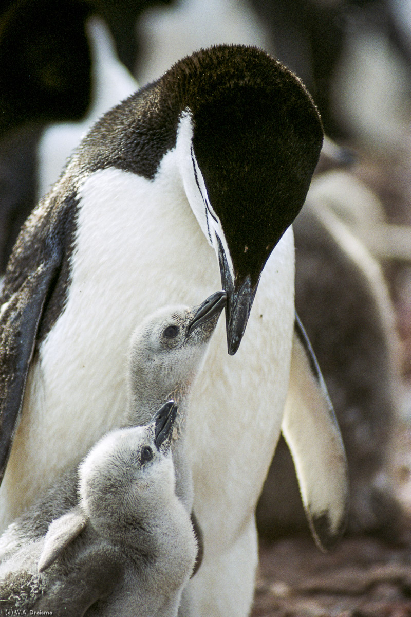 Bailey Head, Deception Island, South Shetland Islands