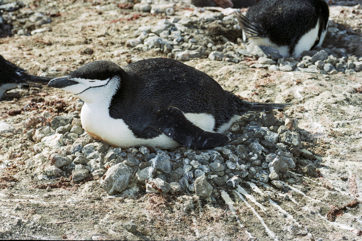 Bailey Head, Deception Island, South Shetland Islands