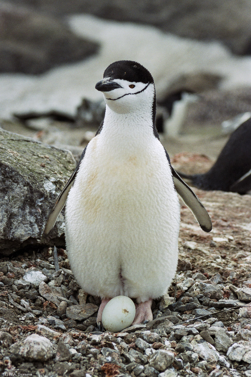 Bailey Head, Deception Island, South Shetland Islands