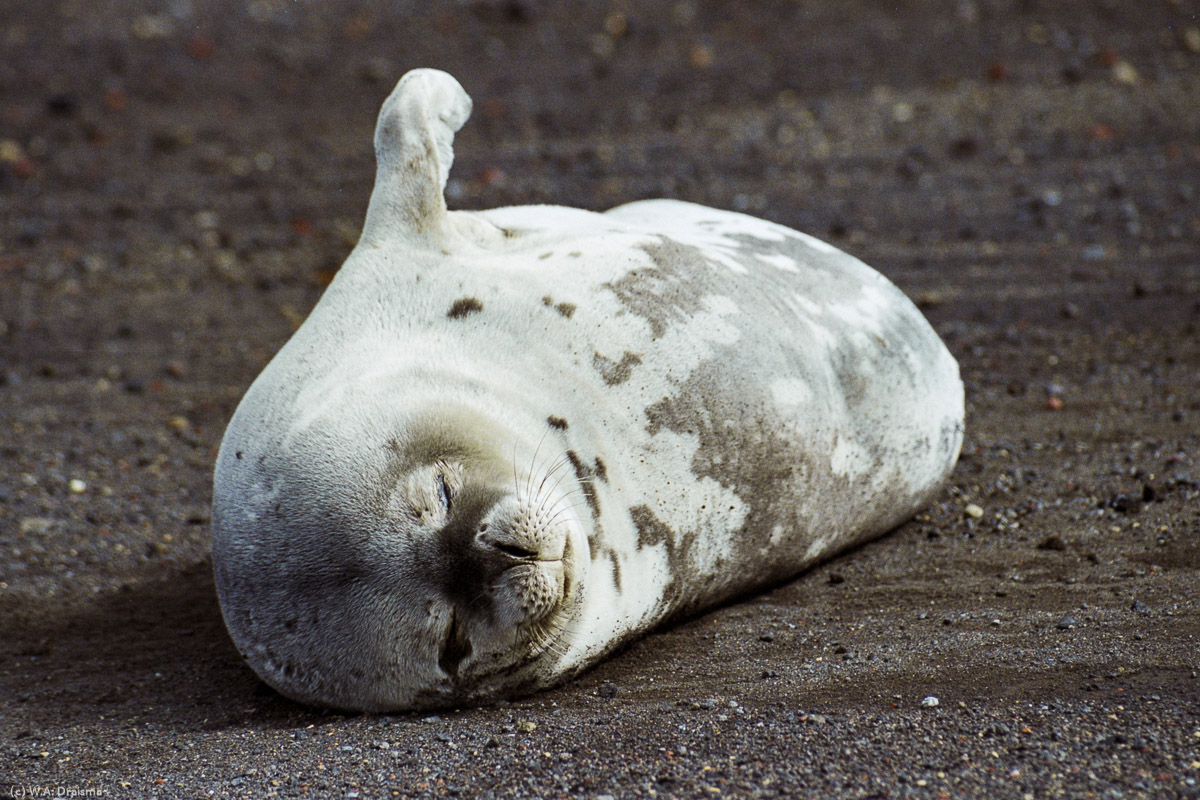 Whalers Bay, Deception Island, South Shetland Islands