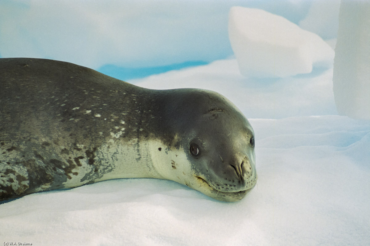 Cierva Cove, Antarctica