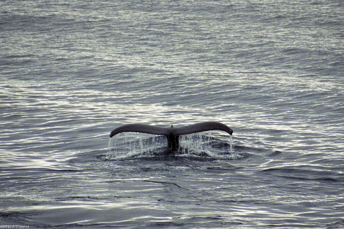 Cierva Cove, Antarctica