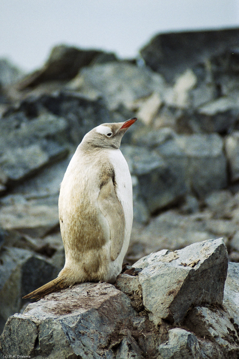 Palmer Station, Anvers Island, Antarctica