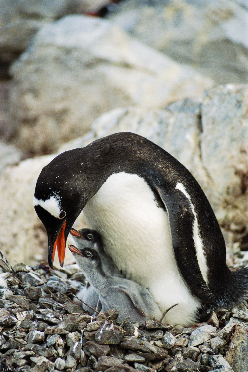 Palmer Station, Anvers Island, Antarctica