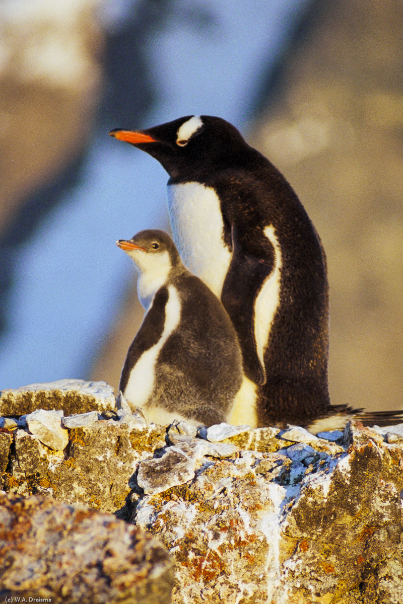 Petermann Island, Lemaire Channel, Antarctica