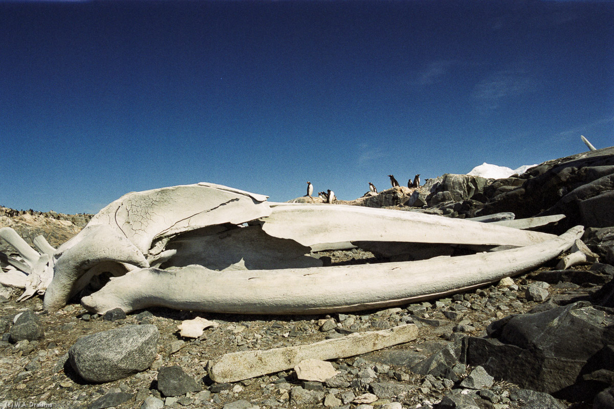 Port Lockroy, Wiencke Island, Antarctica