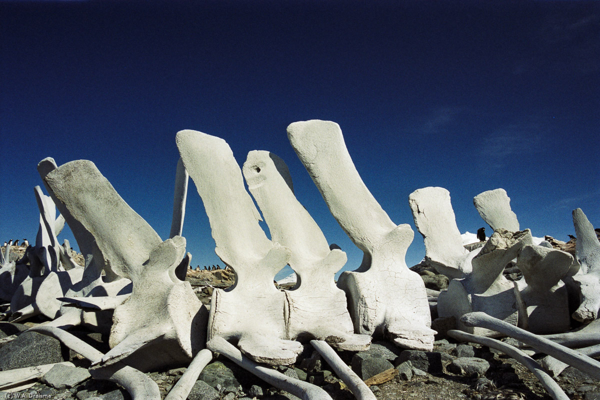 Port Lockroy, Wiencke Island, Antarctica