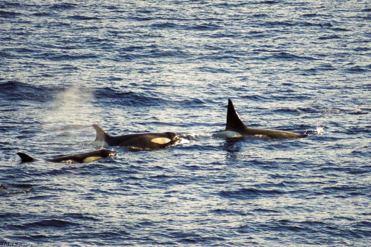 Gerlache Strait, Antarctica