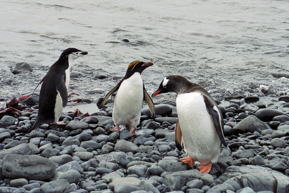 Hannah Point, Livingston Island, South Shetland Islands