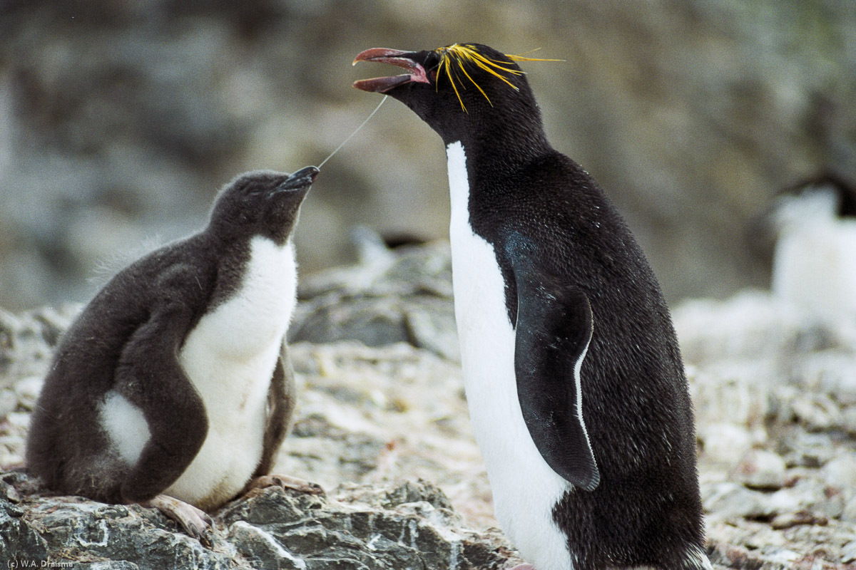 Hannah Point, Livingston Island, South Shetland Islands