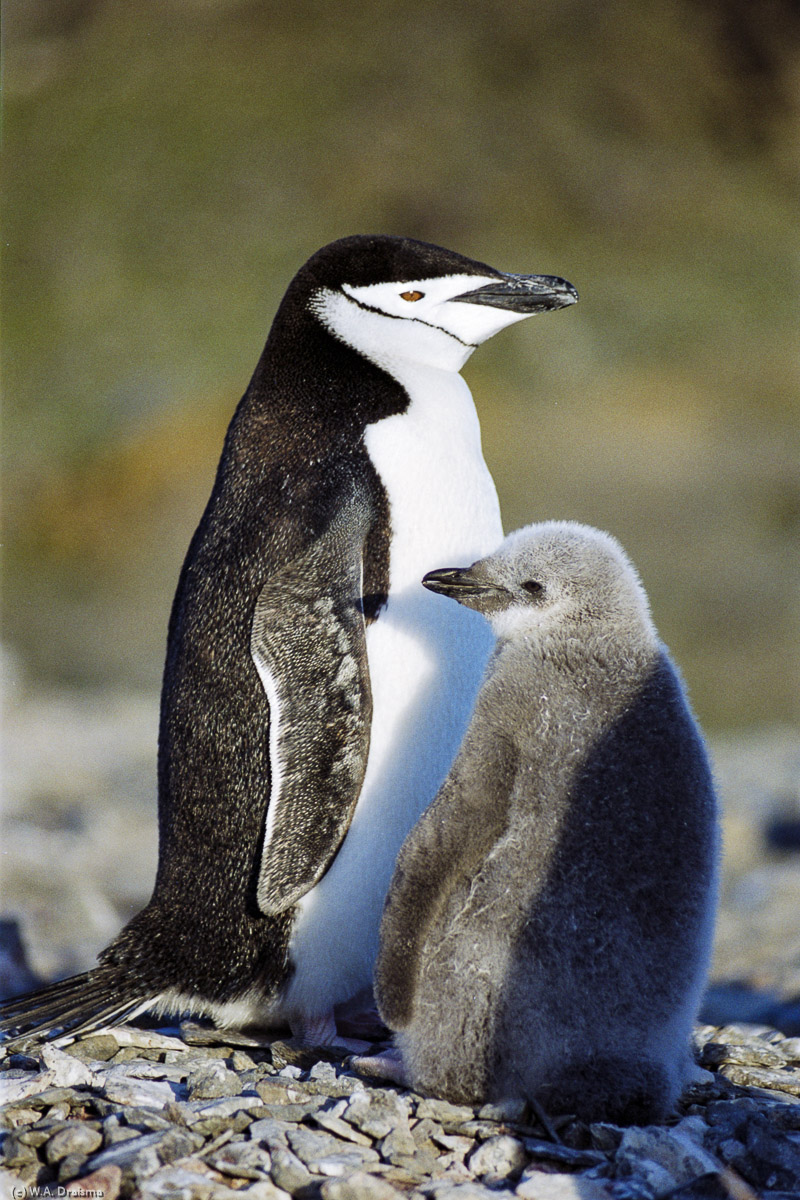 Hannah Point, Livingston Island, South Shetland Islands