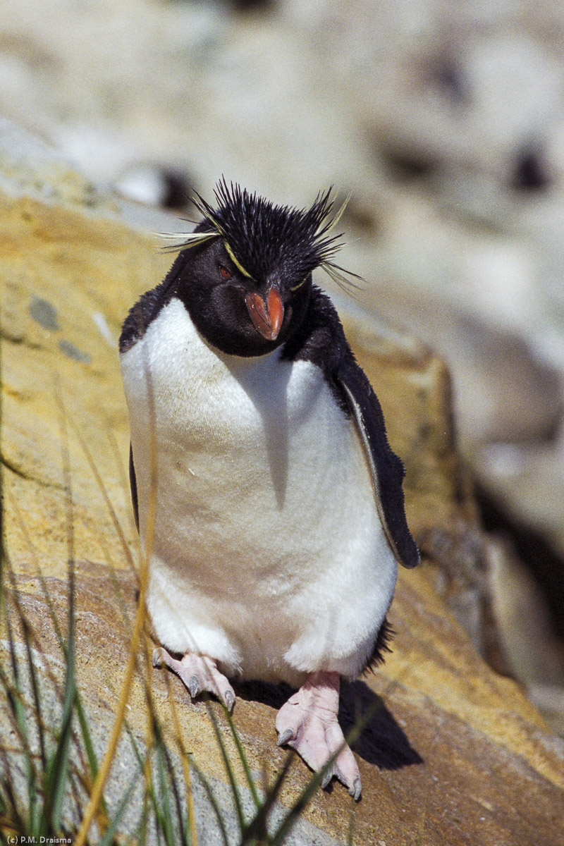 New Island, The Falklands