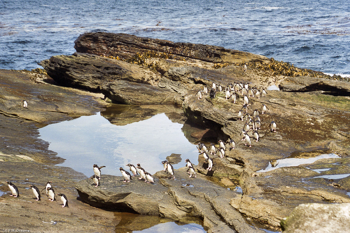 New Island, The Falklands