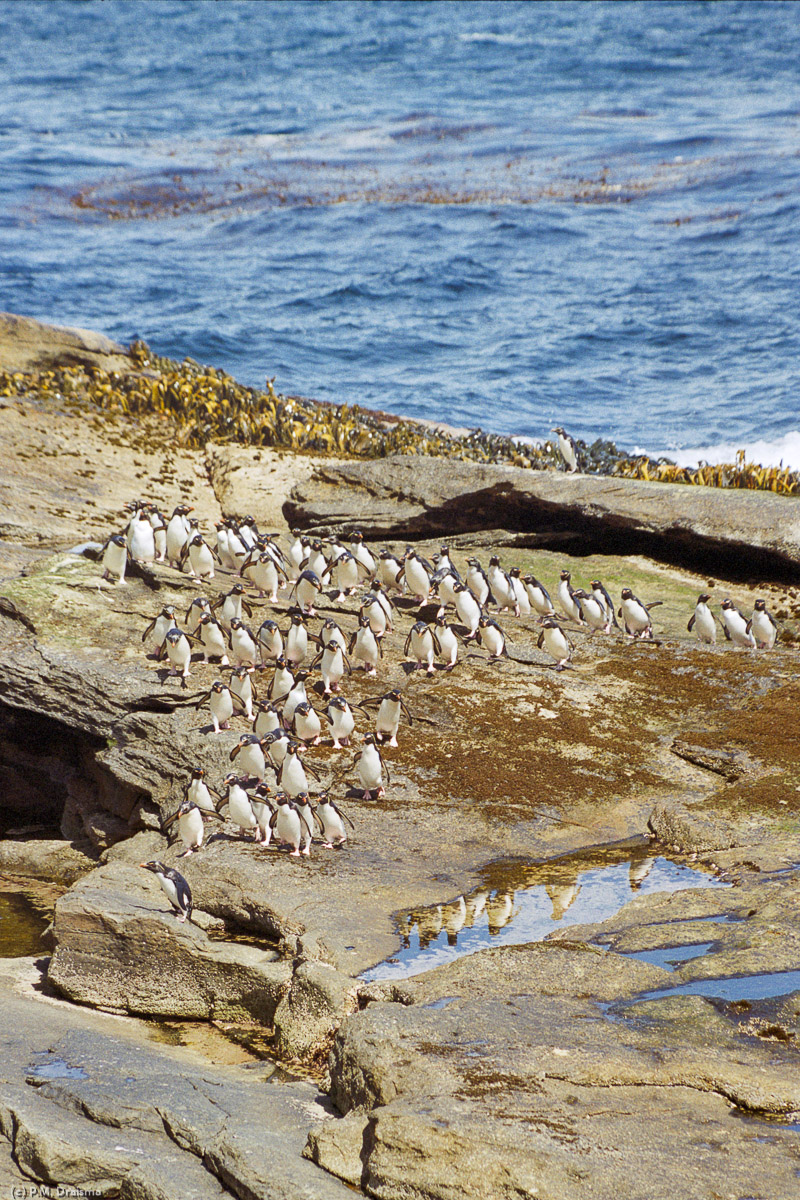 New Island, The Falklands