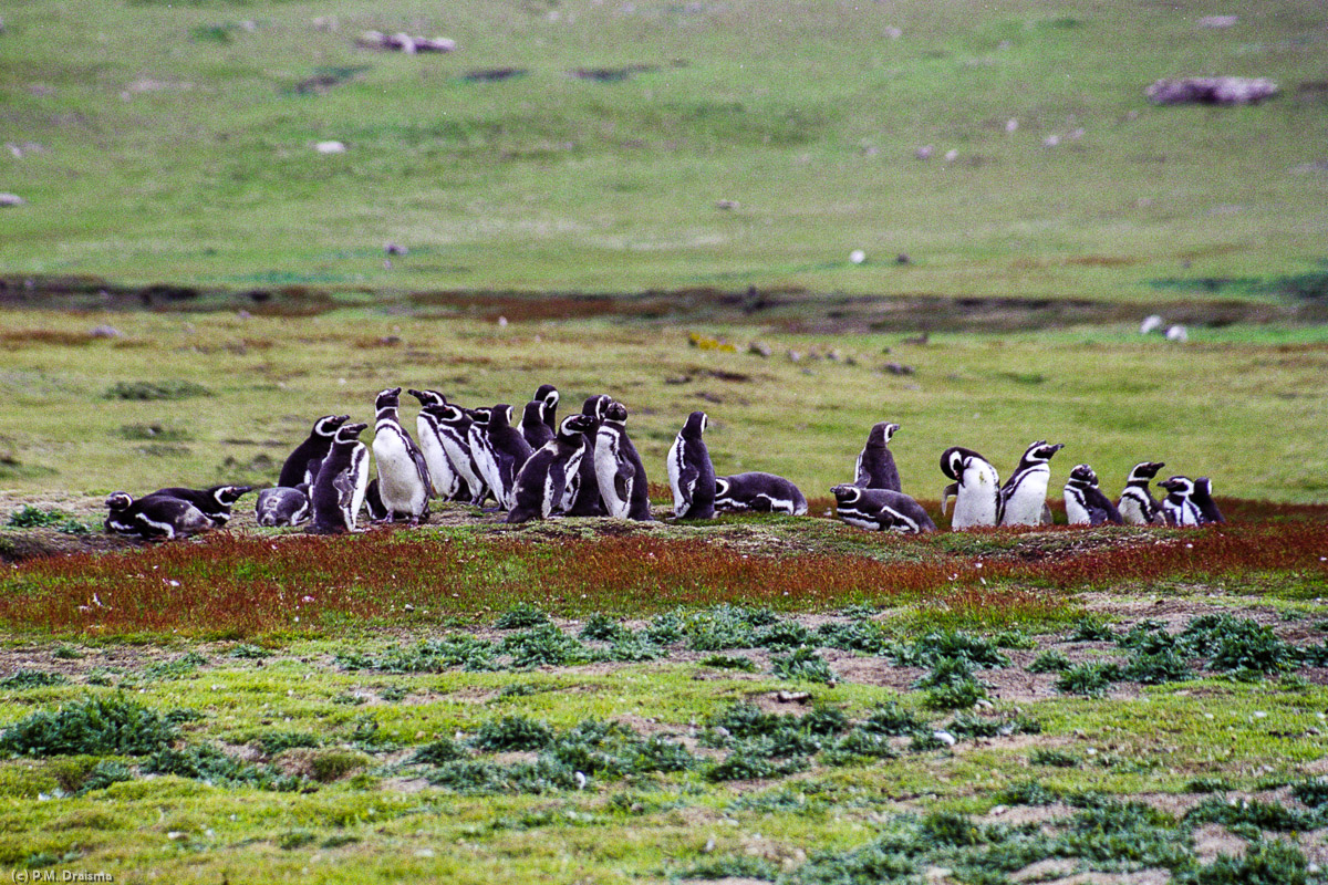 Carcass Island, The Falklands