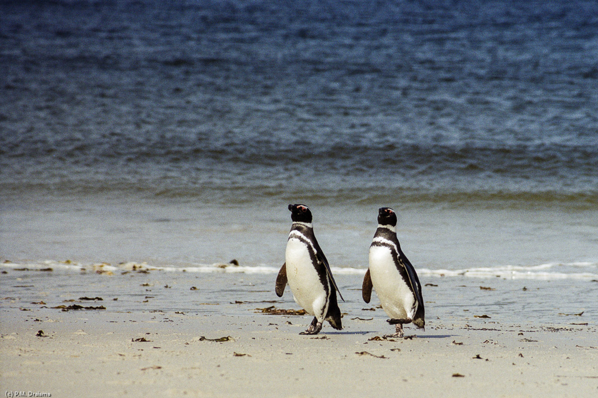 Carcass Island, The Falklands