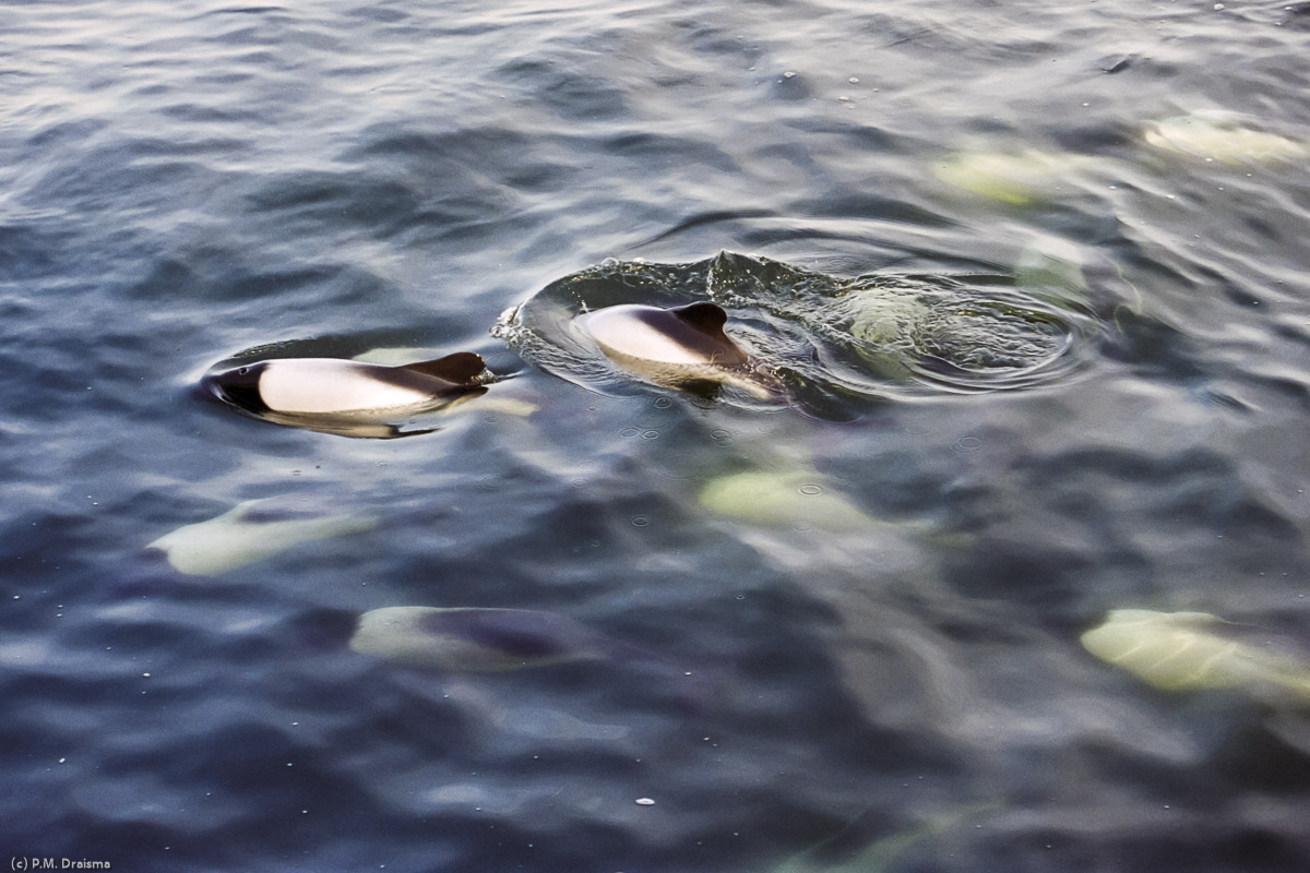 Carcass Island, The Falklands